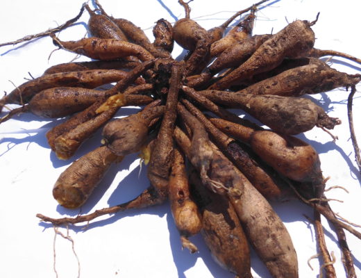 I tuberi dell'Asfodelo