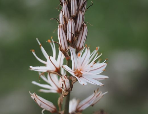 Infiorescenza dell'Asfodelo