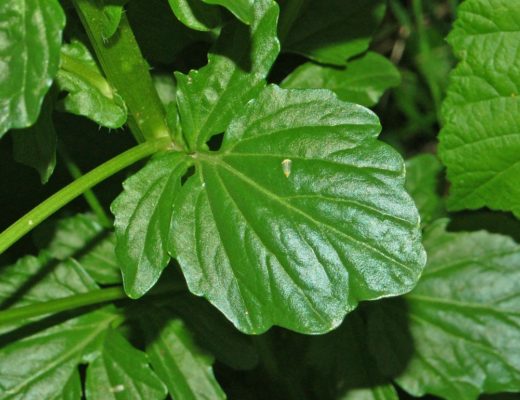 Barbarea vulgaris