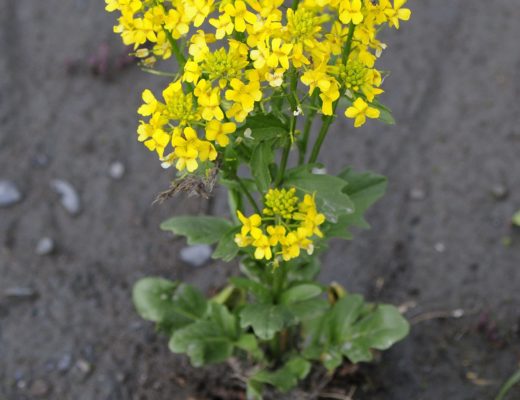 Barbarea vulgaris