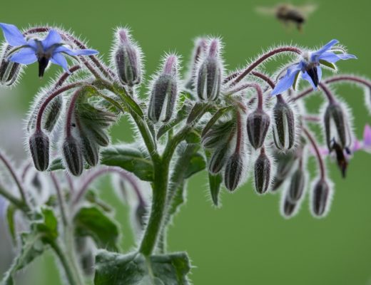 borage-2614325_1280